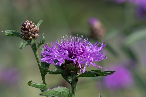 knapweed  purple  flower