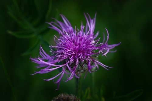 knapweed  purple  purple flower