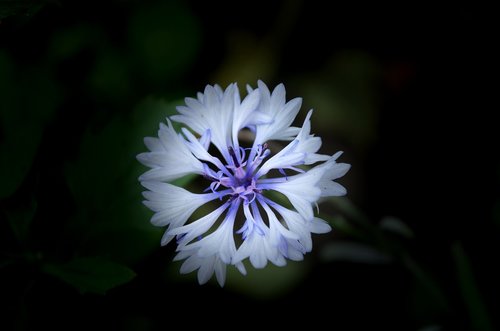 knapweed  flower  cornflowers