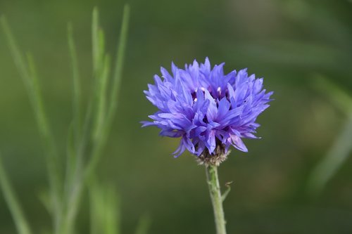 knapweed  blue flower  plants