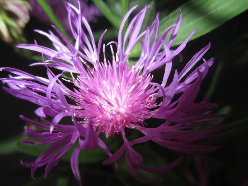 knapweed flower bloom