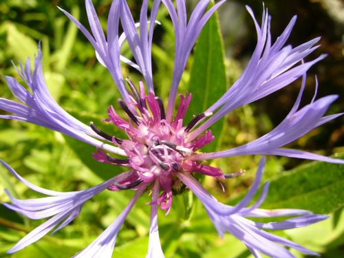 knapweed flower blossom