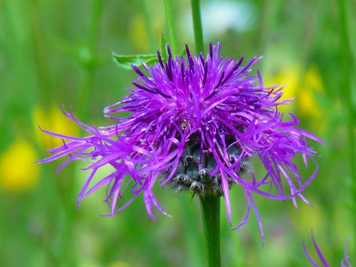 knapweed violet pointed flower