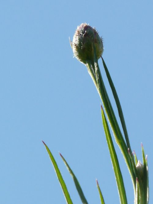 knapweed cornflower bud
