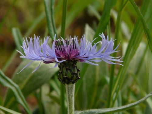 knapweed blue flower