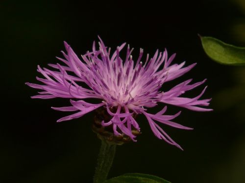 knapweed flower blossom