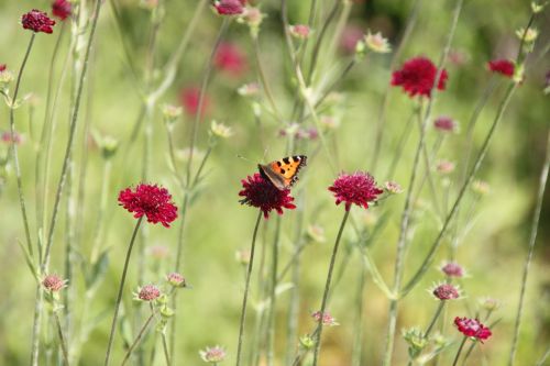 knautzie flower meadow butterfly
