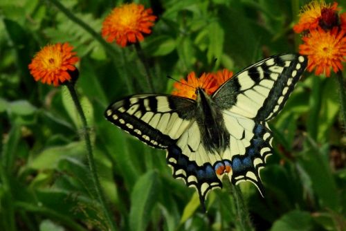 knight butterfly flowers summer