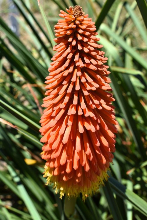 kniphofia flower flora nature