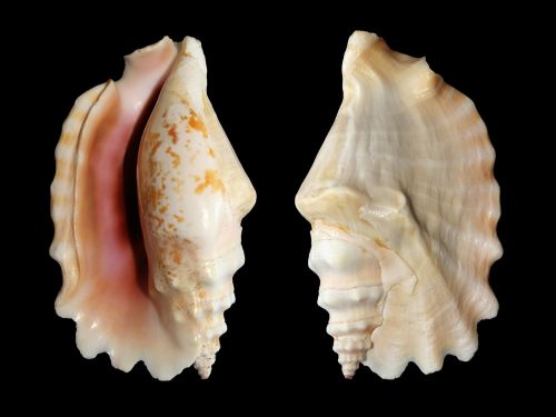 knobbed conch snail shell