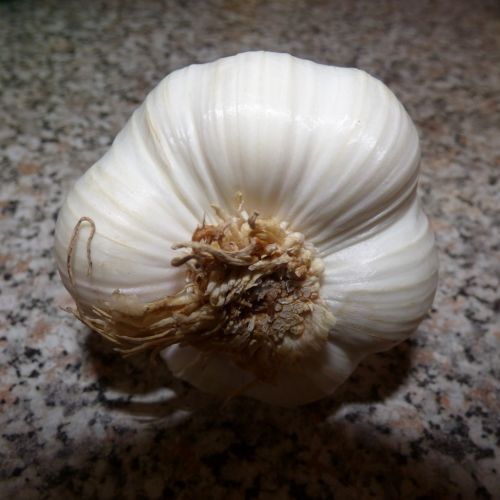 Garlic