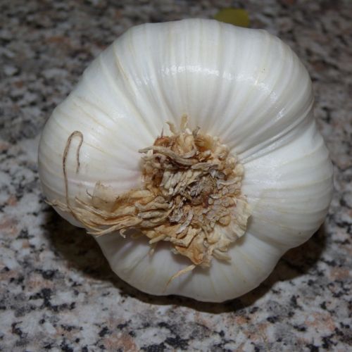 Garlic