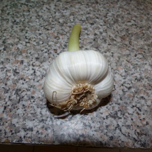 Garlic