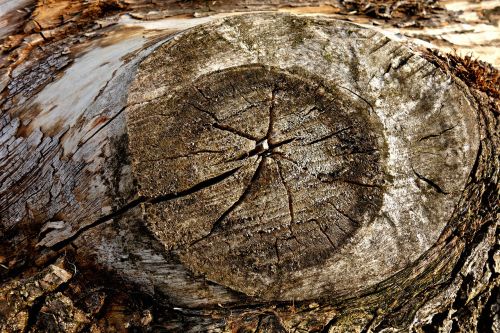 knot wood log