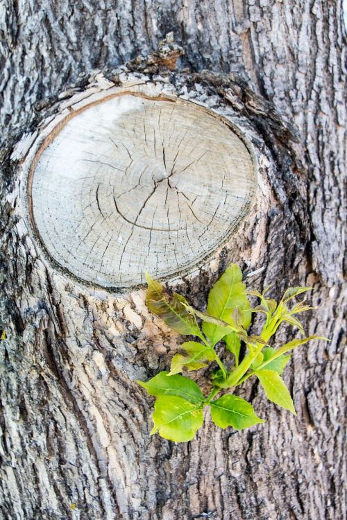 knot twig cut