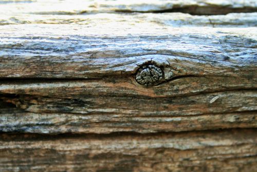 Knot In Wood Plank