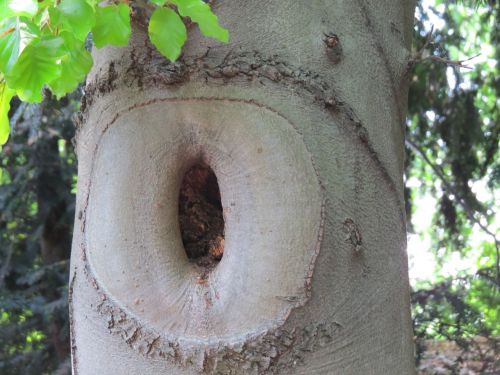 knothole tree natural tree trunk