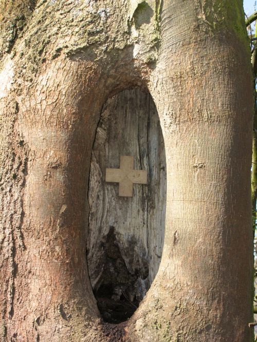 knothole tree scar