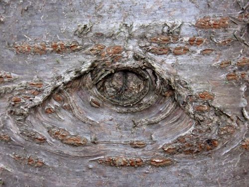 knothole bark cherry