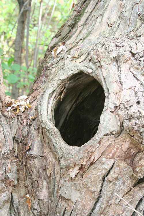 knothole hole tree