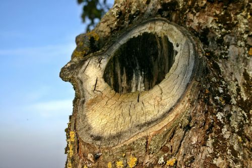 knothole tree log
