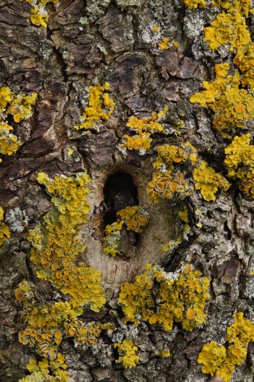 knothole tree hole