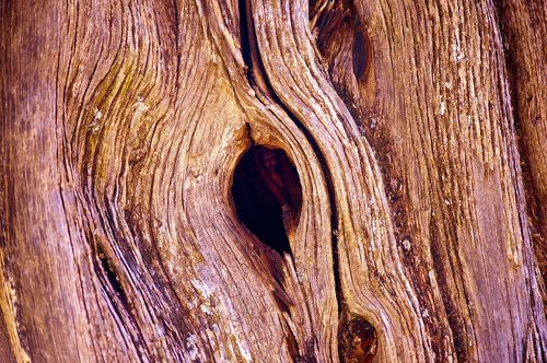 knothole in utah juniper  juniper  wood