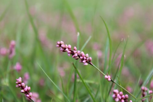 knotweed  smartweed  wildflower