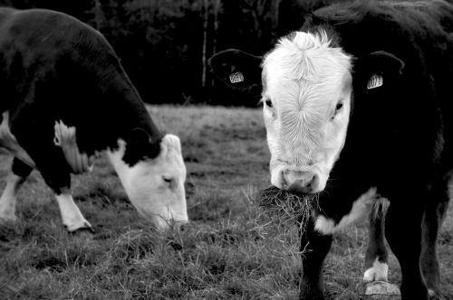 cows photo grass