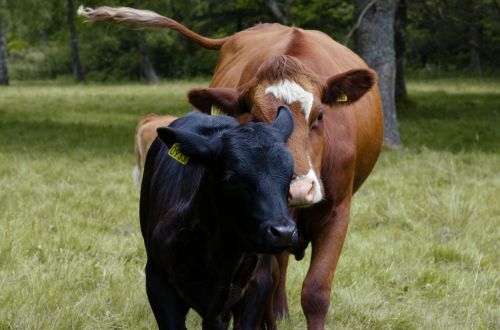 ko calf cow