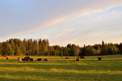 ko  cows  landscapes