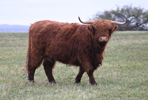 ko  cow  bull