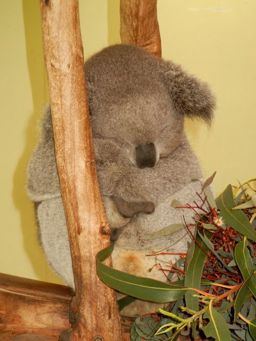 koala austraila cute