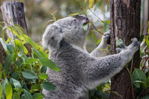 koala tree australia