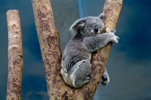 koala bear tree