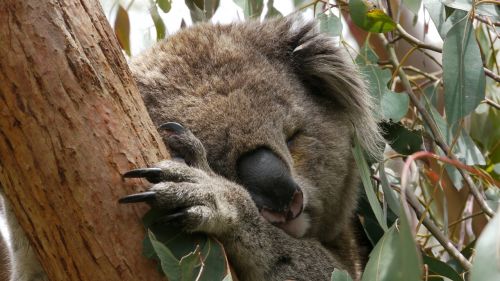 koala sleep australia