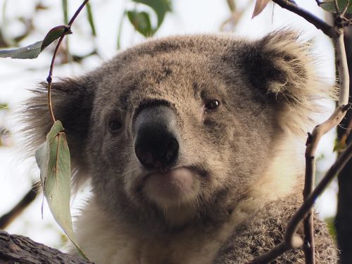 koala raymond island tree
