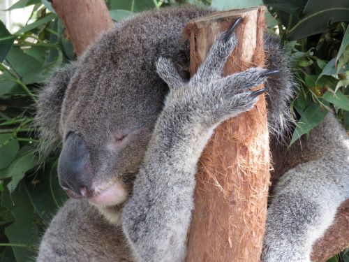 koala sleeping australia