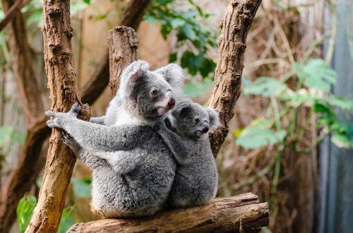 koala bears tree