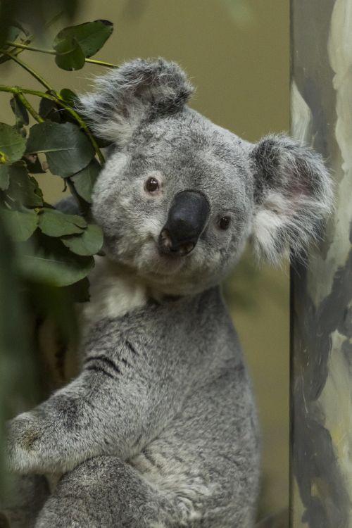 koala grey australia
