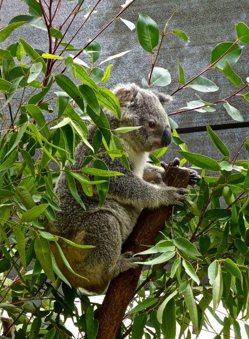 koala bear australian
