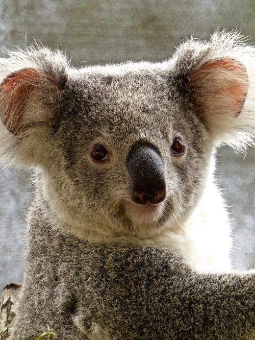 koala bear australian