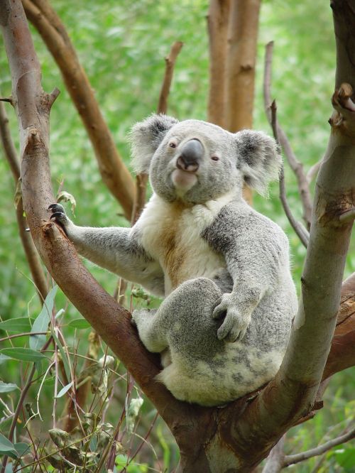 koala bear tree