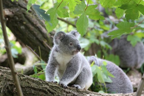 koala cute tree