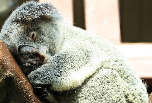 koala animal sweet