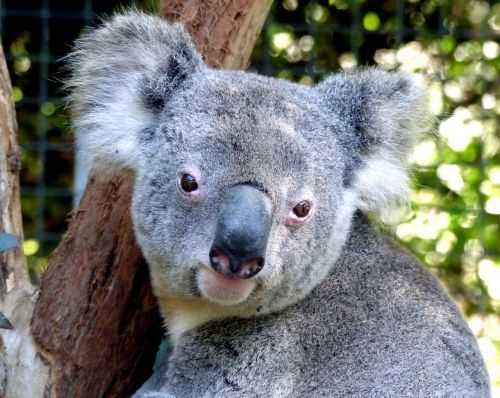 koala bear cute