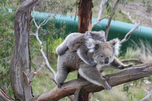 koala bears mother