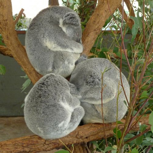 koala bears bear