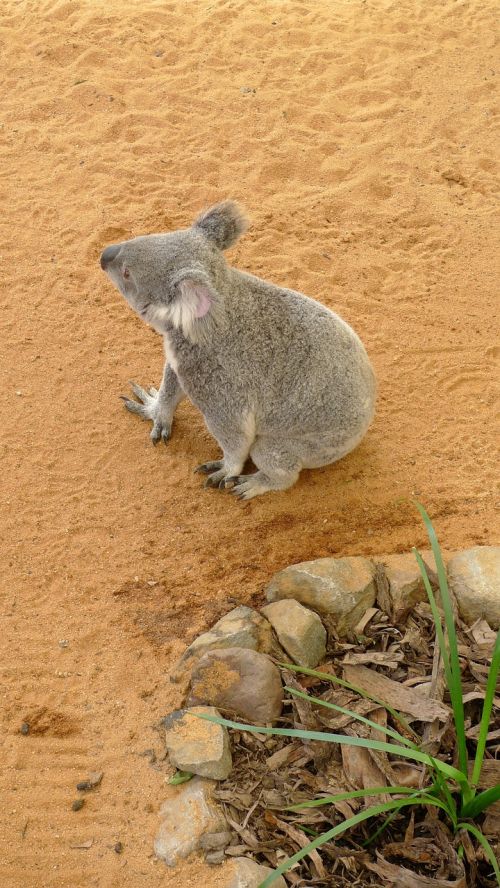 koala nature zoo