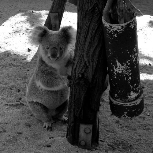 koala nature zoo
